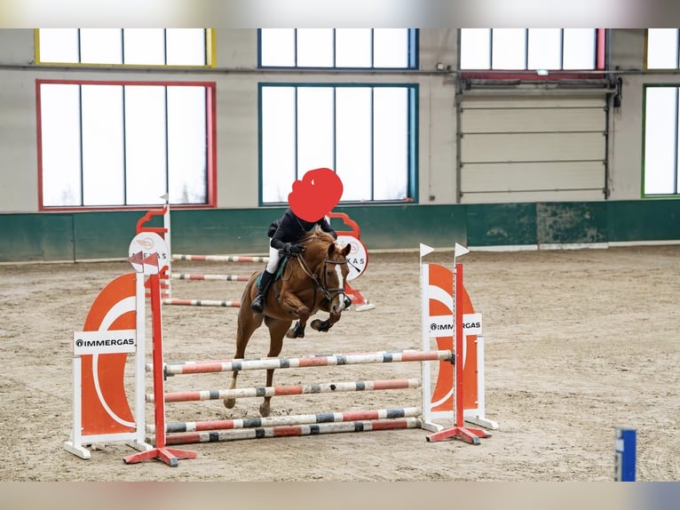 Cavallo sportivo polacco Giumenta 7 Anni 165 cm Sauro in Łódź