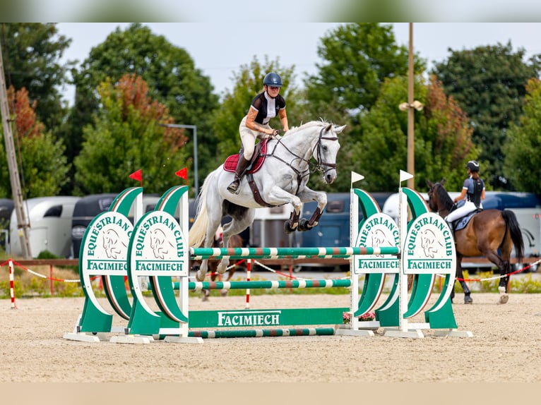 Cavallo sportivo polacco Giumenta 7 Anni 166 cm Grigio in &#x17B;ywiec