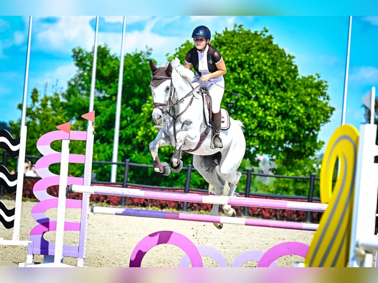 Cavallo sportivo polacco Giumenta 7 Anni 166 cm Grigio in &#x17B;ywiec