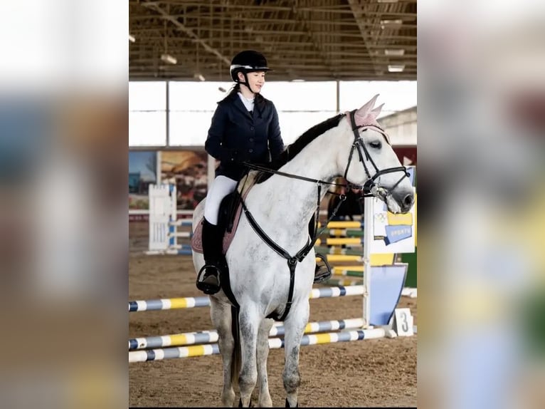Cavallo sportivo polacco Giumenta 7 Anni 168 cm Grigio in Świętoszowice