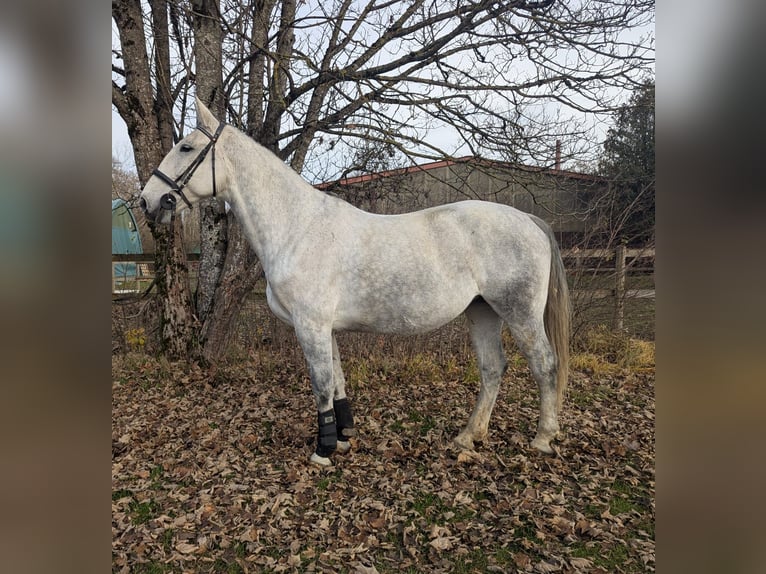 Cavallo sportivo polacco Giumenta 7 Anni 170 cm Grigio in M&#xFC;nchen