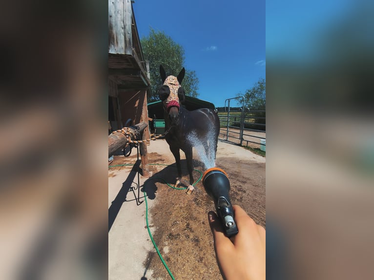 Cavallo sportivo polacco Giumenta 8 Anni 160 cm Baio in Kirchdorf