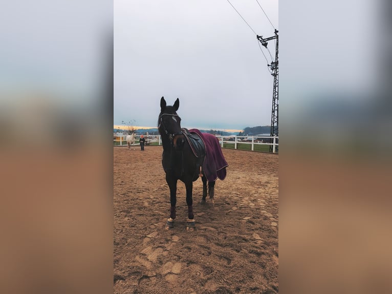 Cavallo sportivo polacco Giumenta 8 Anni 160 cm Baio in Kirchdorf