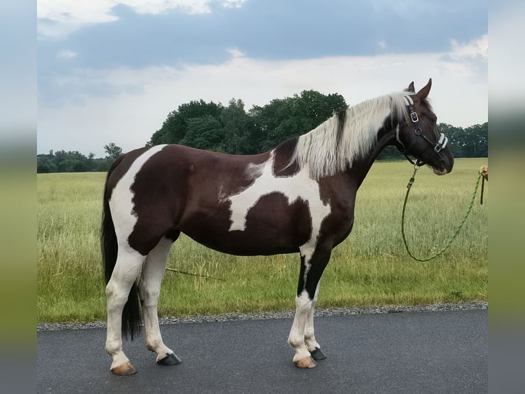 Cavallo sportivo polacco Giumenta 8 Anni 160 cm  in Forst