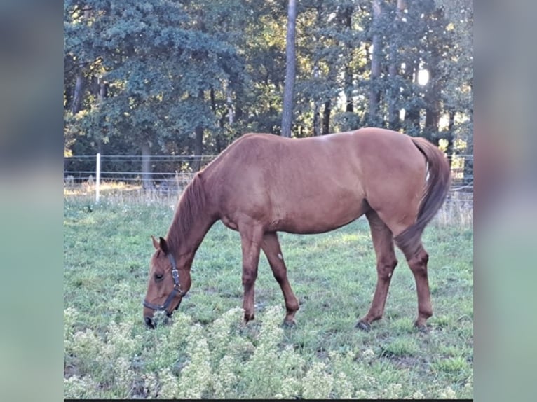 Cavallo sportivo polacco Giumenta 8 Anni 165 cm Baio chiaro in Daszyna