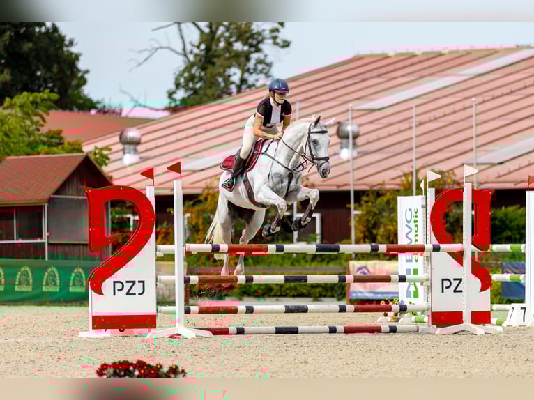 Cavallo sportivo polacco Giumenta 8 Anni 166 cm Grigio in Żywiec