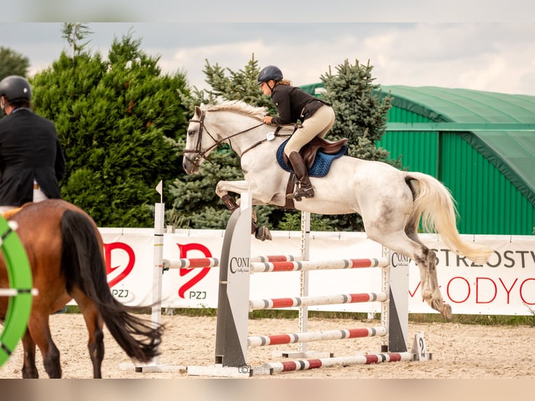 Cavallo sportivo polacco Giumenta 8 Anni 166 cm Grigio in Żywiec