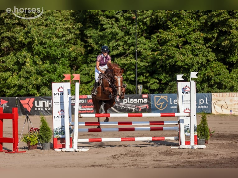Cavallo sportivo polacco Giumenta 9 Anni 160 cm Sauro in Elbląg