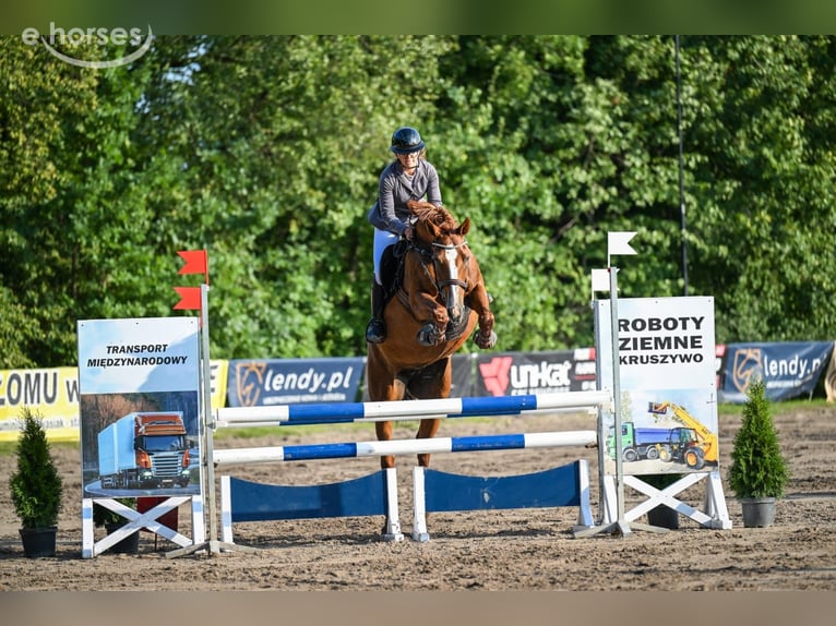 Cavallo sportivo polacco Giumenta 9 Anni 160 cm Sauro in Elbląg