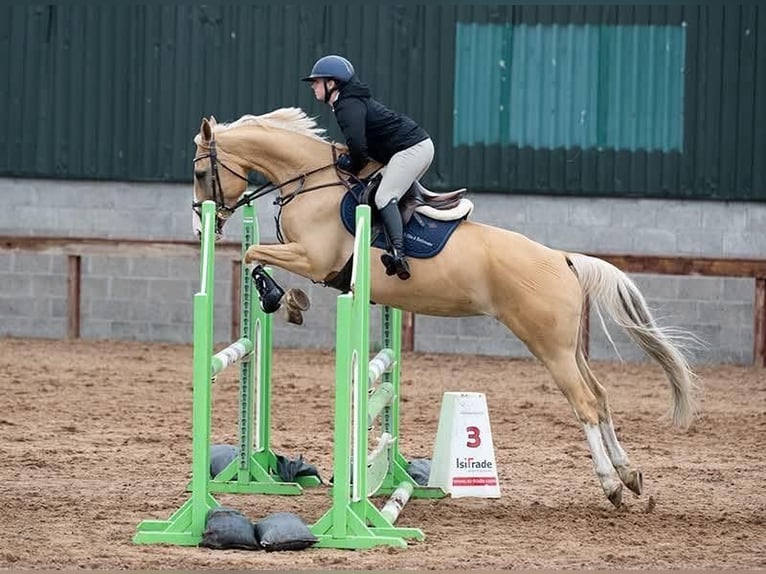 Cavallo sportivo polacco Giumenta 9 Anni 163 cm Palomino in Belfast