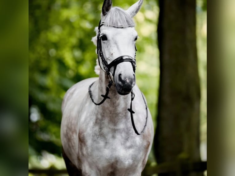 Cavallo sportivo polacco Giumenta 9 Anni 166 cm Grigio pezzato in Częstochowa