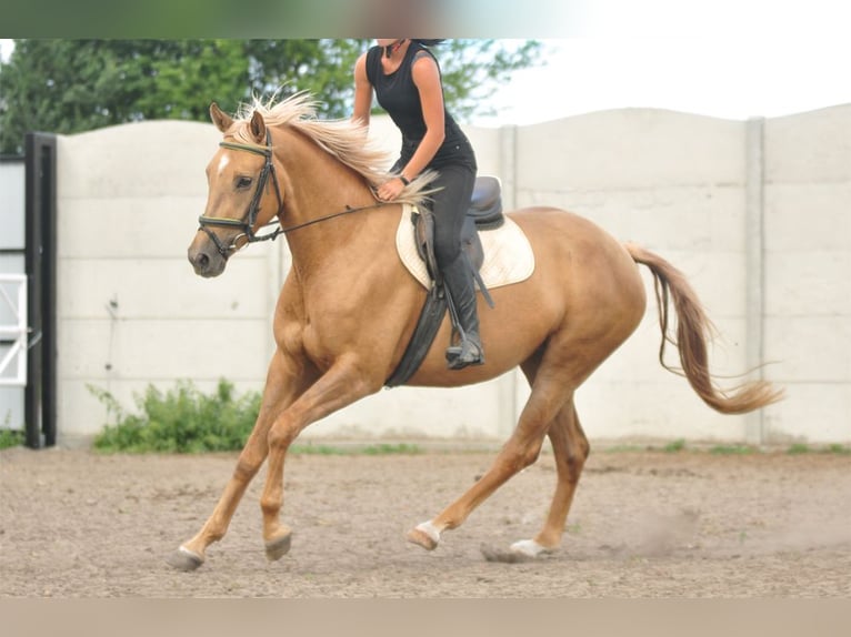 Cavallo sportivo polacco Giumenta 9 Anni 166 cm Palomino in Piecowice