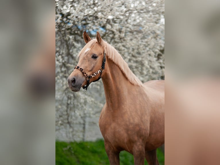 Cavallo sportivo polacco Giumenta 9 Anni 166 cm Palomino in Piecowice