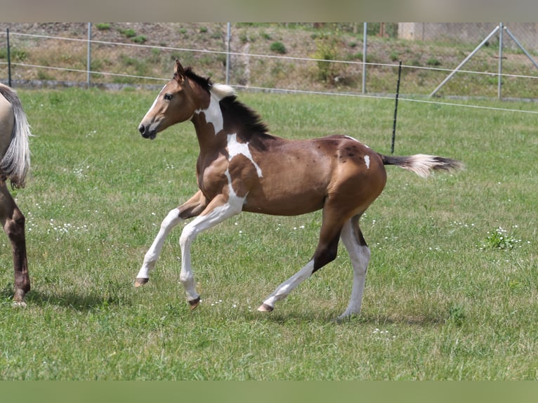 Cavallo sportivo polacco Giumenta Puledri (02/2026) 170 cm Tobiano-tutti i colori in Gniezno