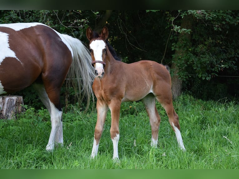 Cavallo sportivo polacco Giumenta Puledri (06/2026) Baio in Chełmno