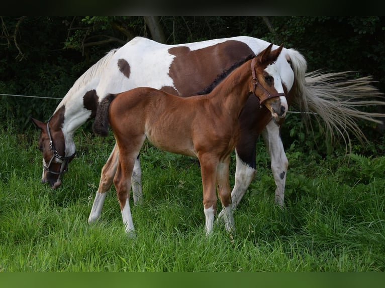 Cavallo sportivo polacco Giumenta Puledri (06/2026) Baio in Chełmno