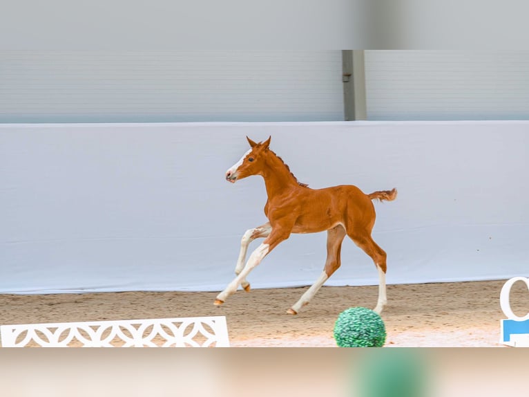 Cavallo sportivo polacco Giumenta Puledri (05/2026) Sauro scuro in Swiekatowo