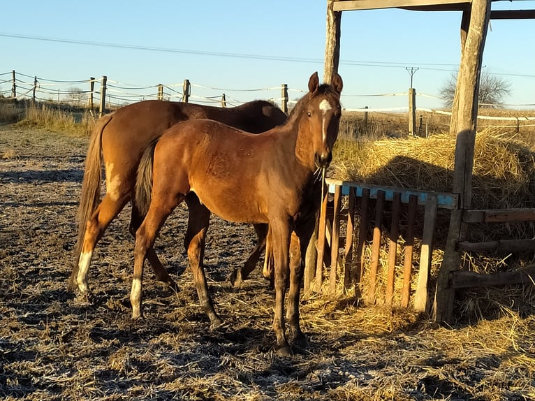 Cavallo sportivo polacco Stallone 1 Anno 140 cm Baio in Chodów