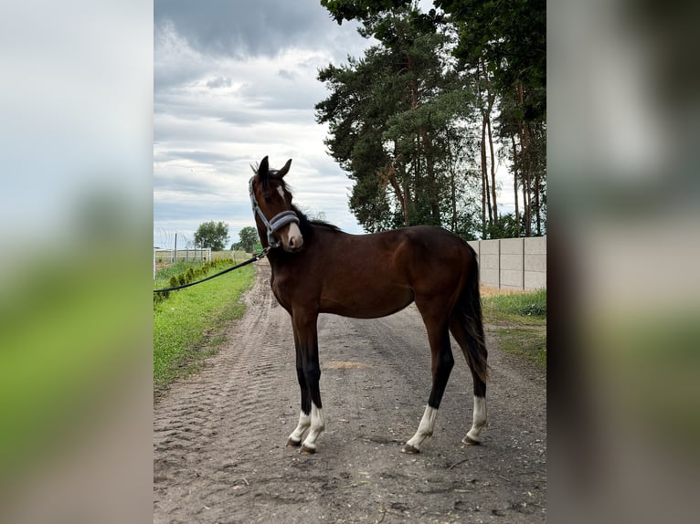 Cavallo sportivo polacco Stallone 1 Anno 142 cm Baio ciliegia in Dzięczyna