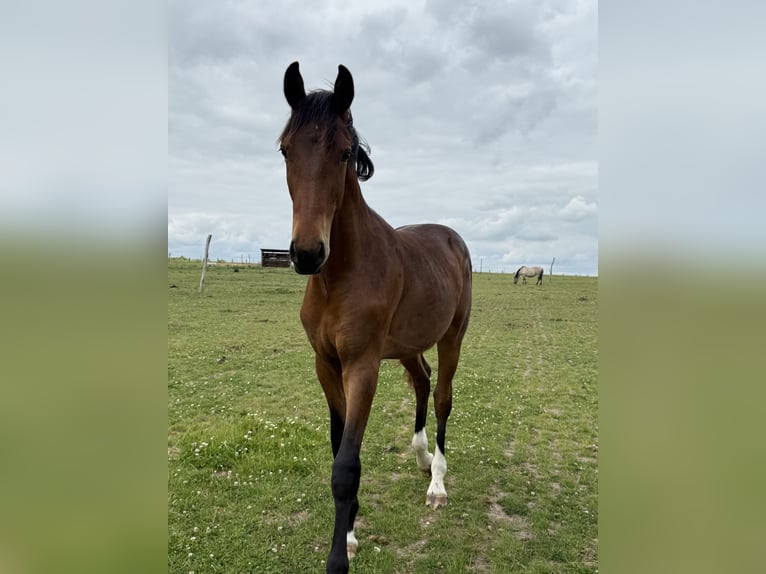 Cavallo sportivo polacco Stallone 1 Anno 153 cm Baio in Oborzany