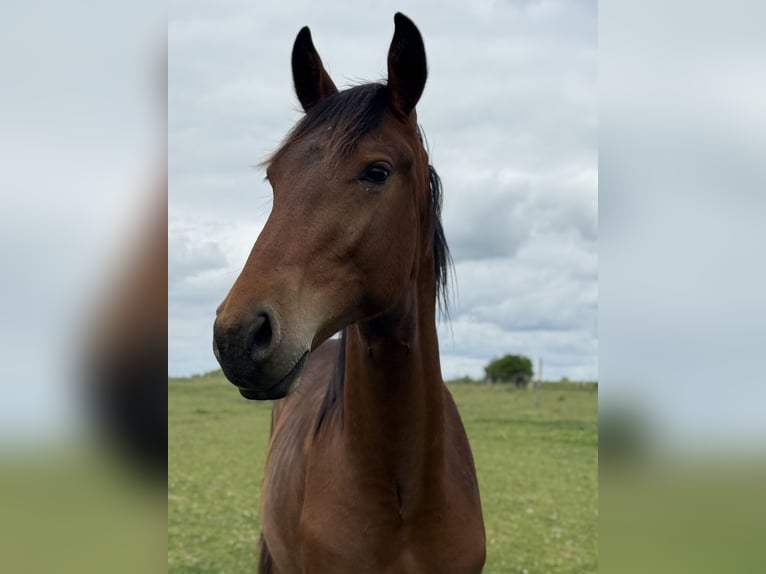 Cavallo sportivo polacco Stallone 1 Anno 153 cm Baio in Oborzany
