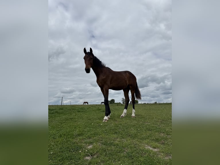 Cavallo sportivo polacco Stallone 1 Anno 153 cm Baio in Oborzany