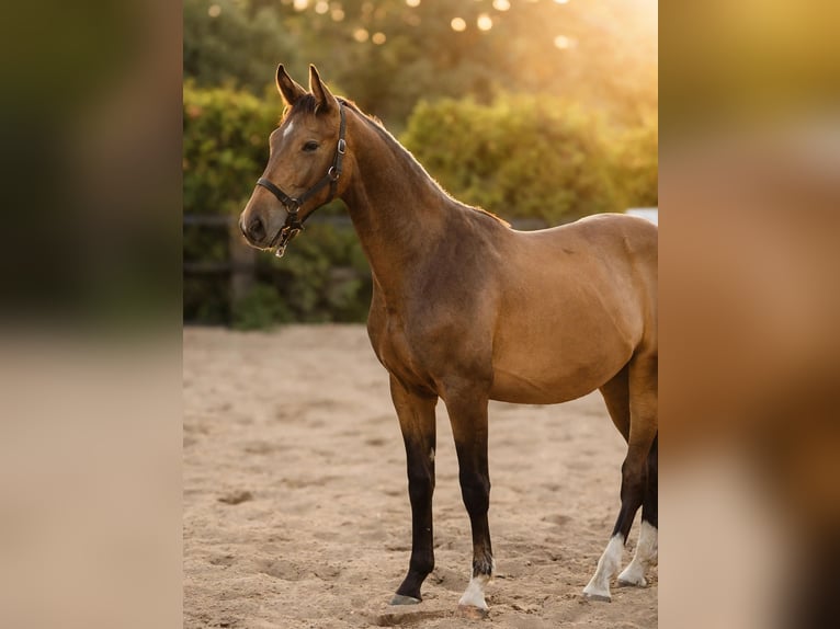 Cavallo sportivo polacco Stallone 1 Anno 155 cm Falbo in Wrocław