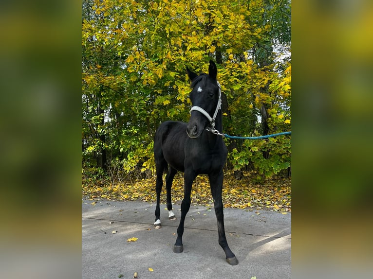 Cavallo sportivo polacco Stallone 1 Anno 155 cm Grigio in Henryszew