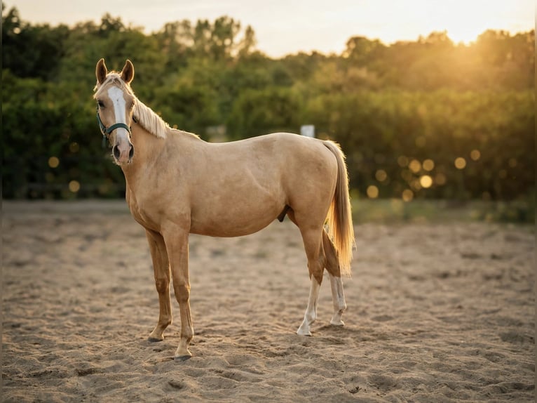 Cavallo sportivo polacco Stallone 1 Anno 155 cm Palomino in Wrocław