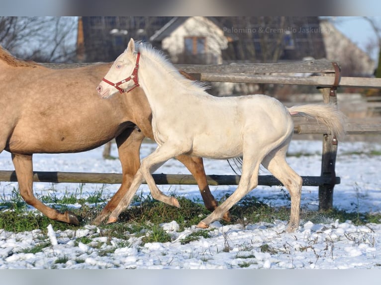 Cavallo sportivo polacco Stallone 1 Anno 167 cm Cremello in Piecowice
