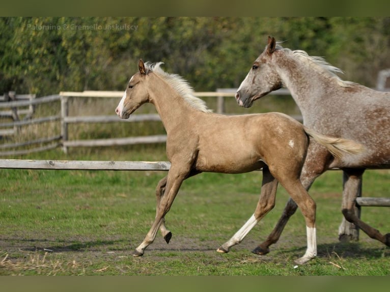 Cavallo sportivo polacco Stallone 1 Anno 167 cm Palomino in Piecowice