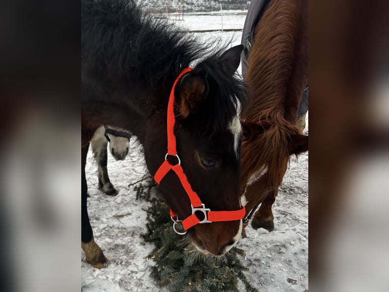 Cavallo sportivo polacco Stallone 1 Anno 168 cm Baio scuro in Inowrocław