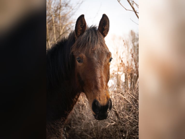 Cavallo sportivo polacco Stallone 1 Anno 171 cm Baio in Wińsko