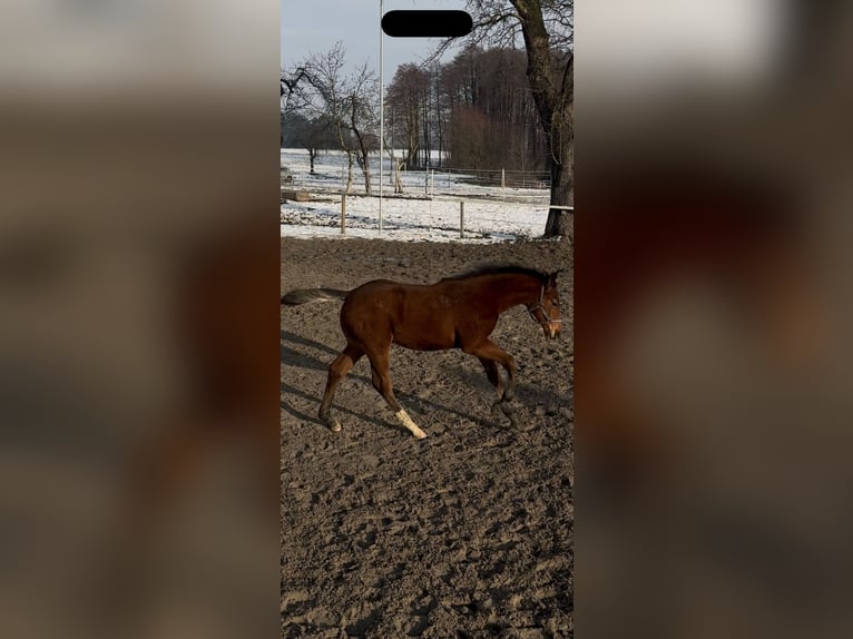 Cavallo sportivo polacco Stallone 1 Anno 175 cm Baio in Gniezno
