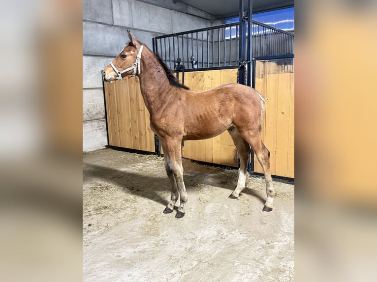 Cavallo sportivo polacco Stallone 1 Anno 175 cm Baio in Gniezno