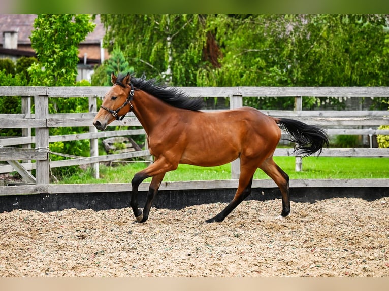 Cavallo sportivo polacco Stallone 1 Anno Baio in OSTRÓW WIELKOPOLSKI
