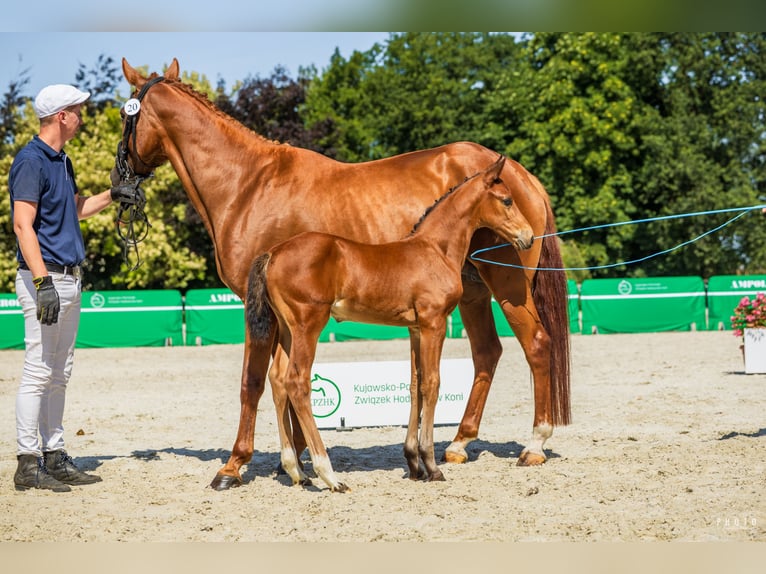 Cavallo sportivo polacco Stallone 1 Anno Baio ciliegia in Serock
