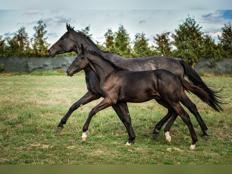 Cavallo sportivo polacco Stallone 1 Anno Morello in Olszanka
