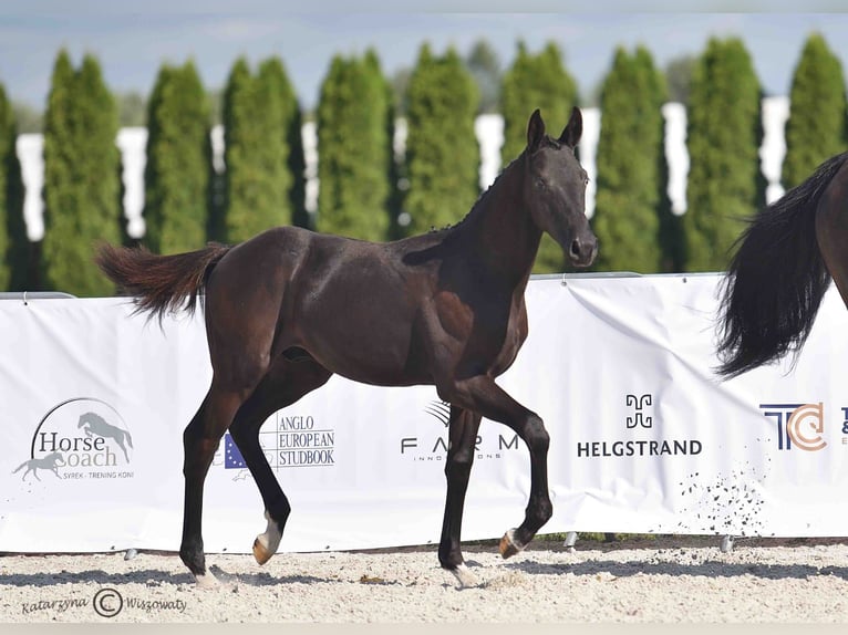 Cavallo sportivo polacco Stallone 1 Anno Morello in Olszanka