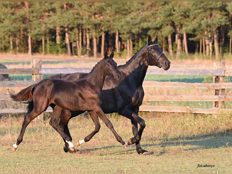 Cavallo sportivo polacco Stallone 1 Anno Morello in Olszanka