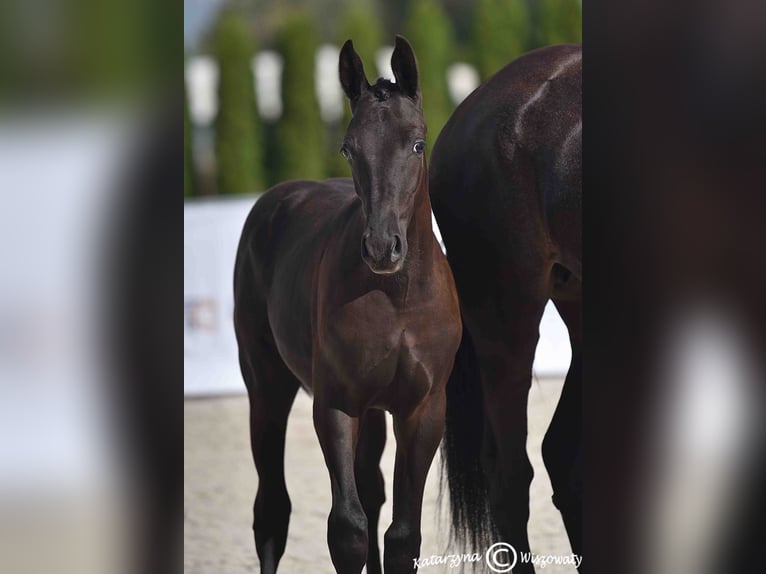 Cavallo sportivo polacco Stallone 1 Anno Morello in Olszanka