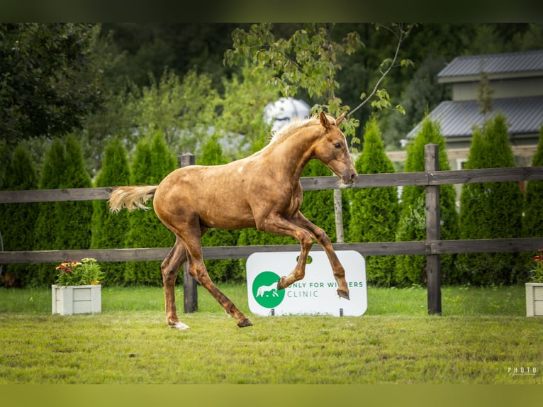 Cavallo sportivo polacco Stallone 1 Anno Palomino in Serock