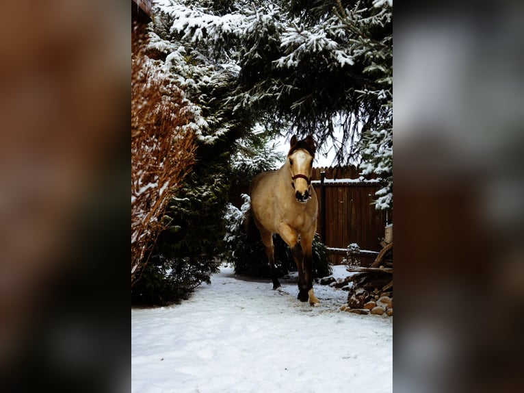 Cavallo sportivo polacco Stallone 1 Anno Pelle di daino in Poznań