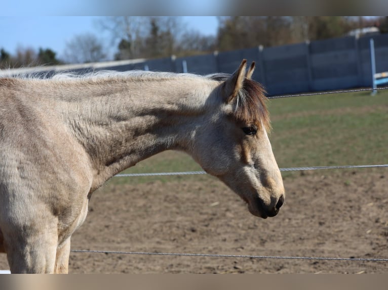 Cavallo sportivo polacco Stallone 1 Anno Pelle di daino in Poznań