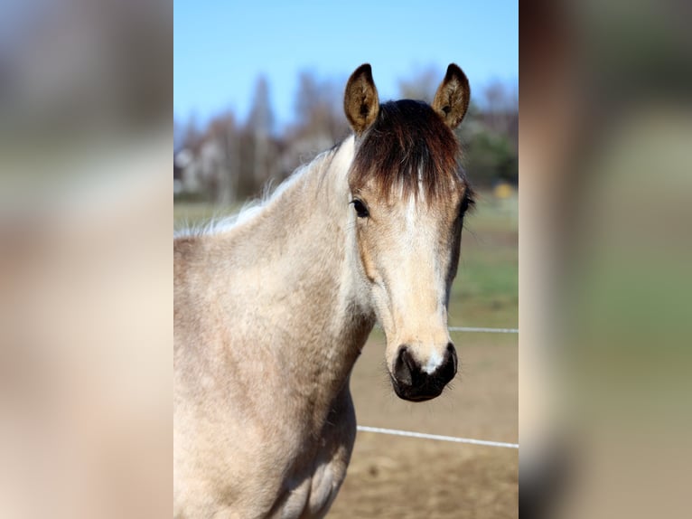 Cavallo sportivo polacco Stallone 1 Anno Pelle di daino in Poznań