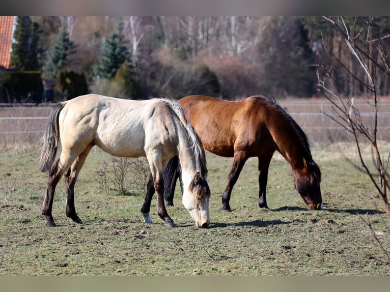 Cavallo sportivo polacco Stallone 1 Anno Pelle di daino in Poznań