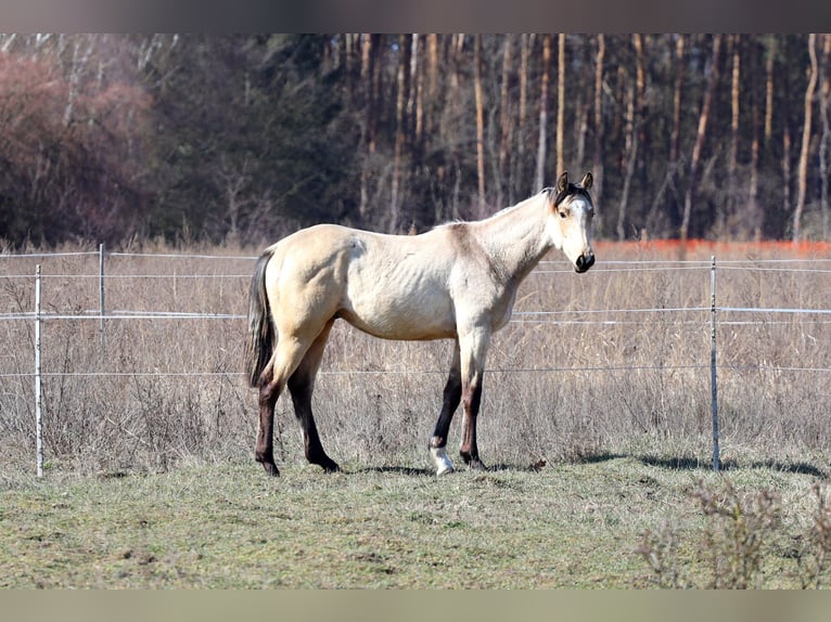 Cavallo sportivo polacco Stallone 1 Anno Pelle di daino in Poznań