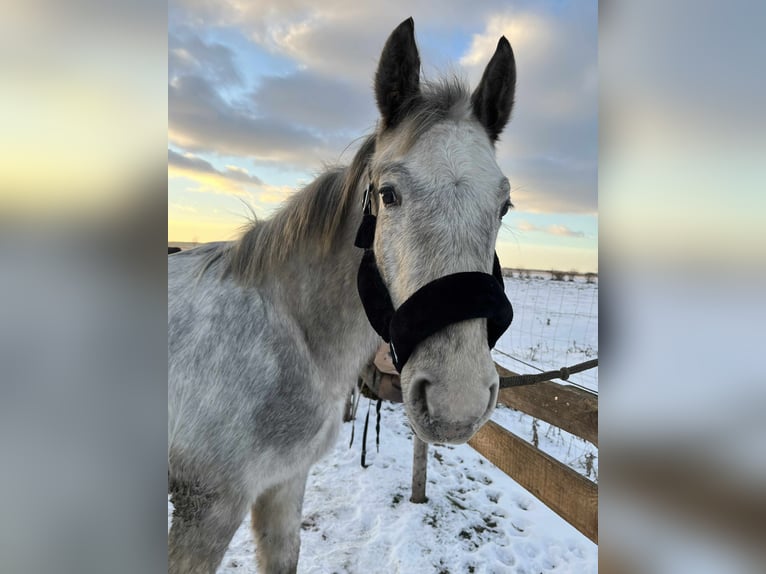 Cavallo sportivo polacco Stallone 2 Anni 150 cm Leopard in Grędziec