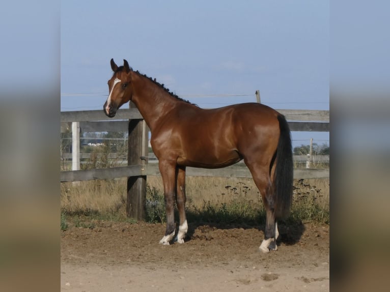 Cavallo sportivo polacco Stallone 2 Anni 155 cm Baio in koluszki