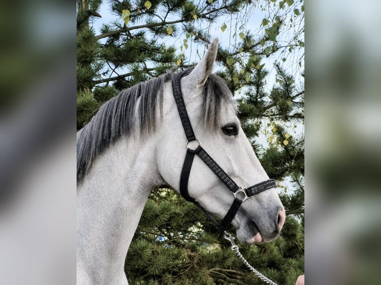 Cavallo sportivo polacco Stallone 2 Anni 160 cm Grigio in Kępa